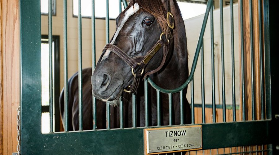 Tiznow, 2x Breeder's Cup Classic Champ and Horse of the Year