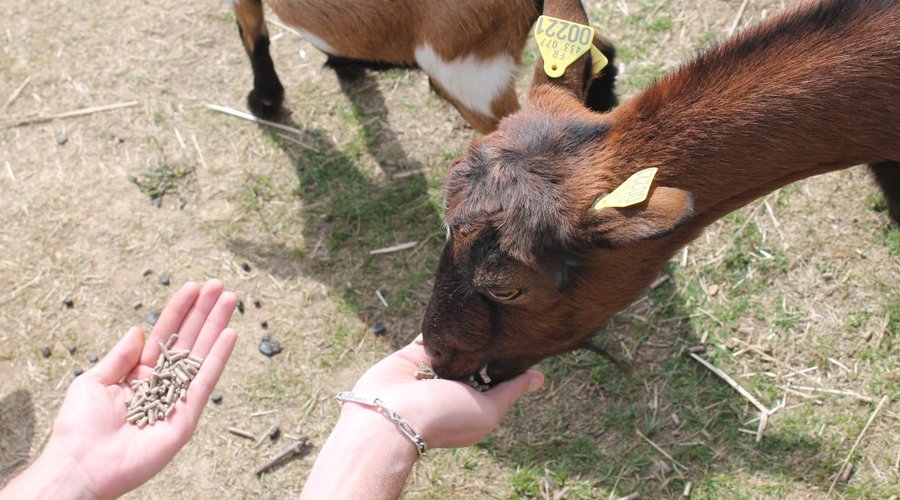 On peux nourir les animaux