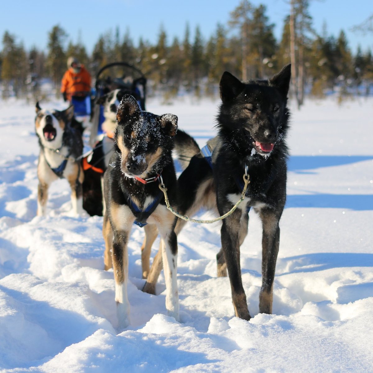 Husky Tours Lapland, Кируна: лучшие советы перед посещением - Tripadvisor