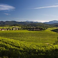 L’azienda Zorzettig è “posata” sopra uno dei colli più alti della zona di Spessa di Cividale.