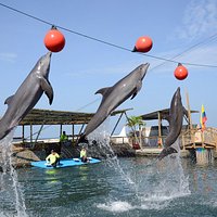 Show de delfines del Acuario Rodadero