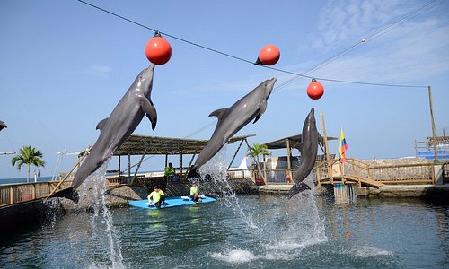 Show de delfines del Acuario Rodadero