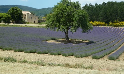 Lavender field nearby Sault