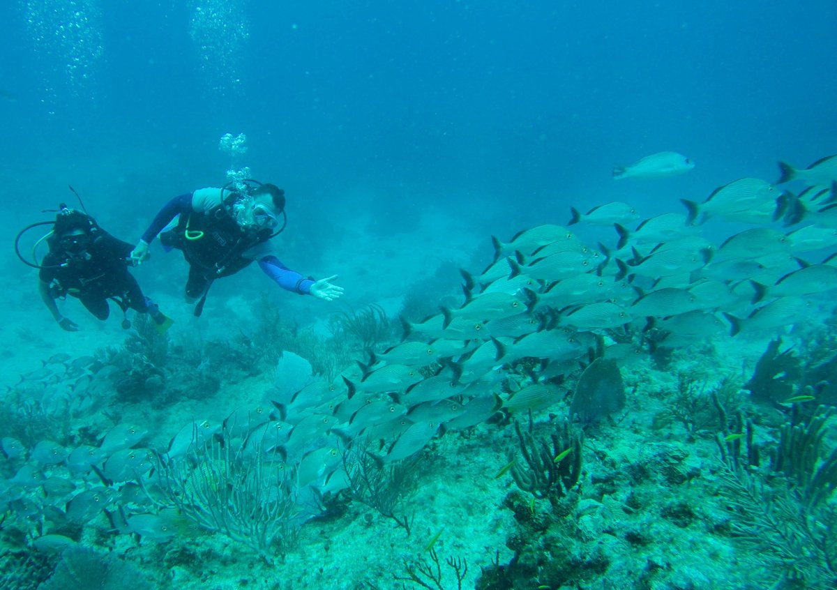 dive x playa del carmen