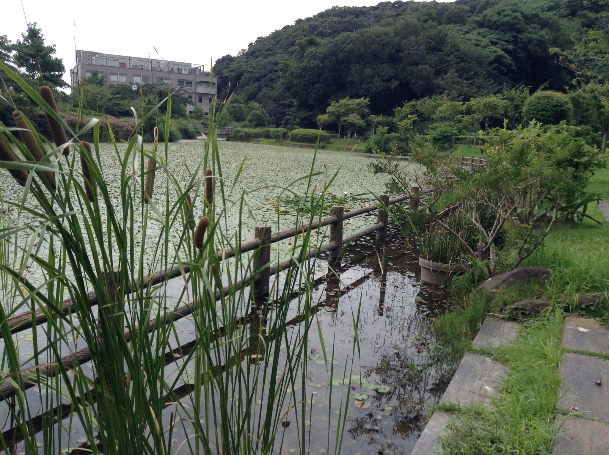 桜並木の道 水彩画 2023年額装済み(YRP公園) （光の丘桜並木