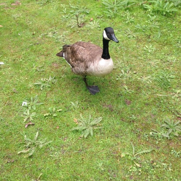 IDLE VALLEY NATURE RESERVE (Retford) - All You Need to Know BEFORE You Go