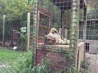 Exotic Feline Rescue Center (Centerpoint) - All You Need to Know BEFORE ...