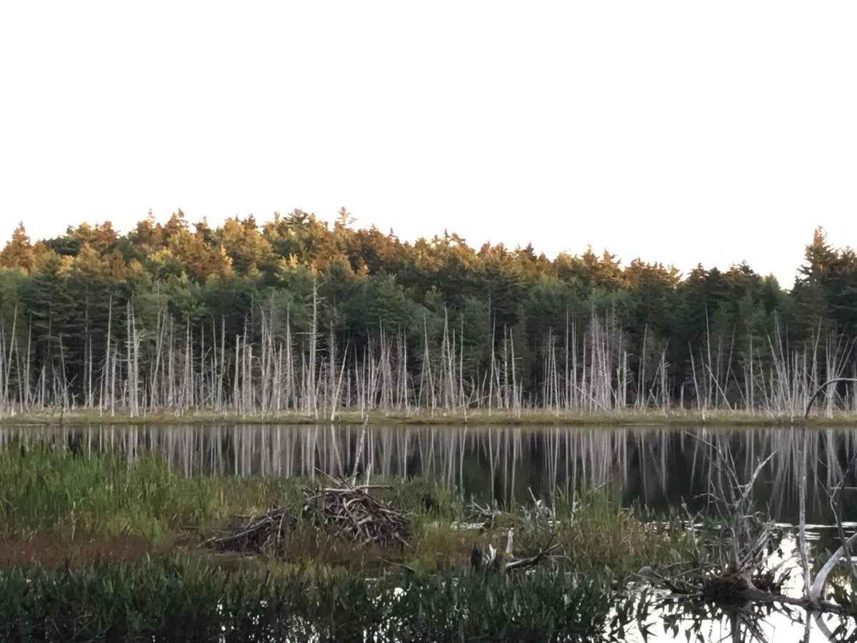 Escape To Serenity: Uncovering The Hidden Gems Of Holbrook Island Sanctuary State Park