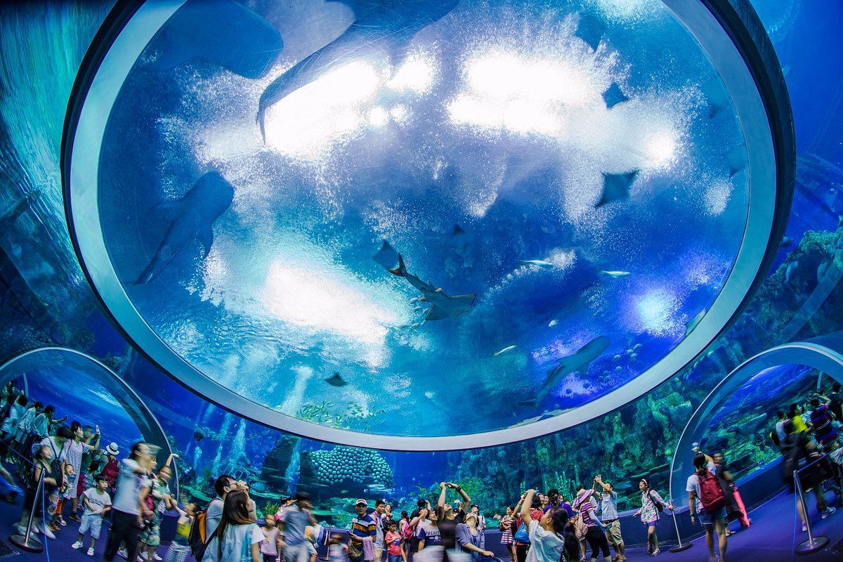 Chimelong Ocean Kingdom (Zhuhai) - All You Need to Know BEFORE You Go (with Photos) - Tripadvisor