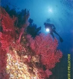 Adventure Diving Alghero - Sardinia - Everything to Know BEFORE