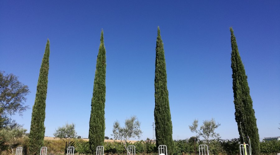 Montefalco