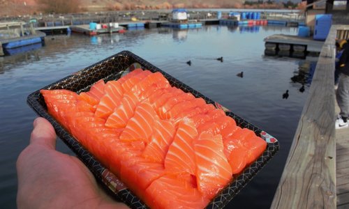Fresh high country sashimi - out of the water this morning!