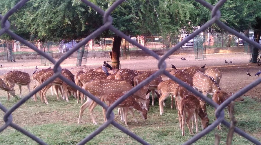 Free hoppers caged but in their own peace