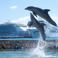 Dolphin Discovery Costa Maya