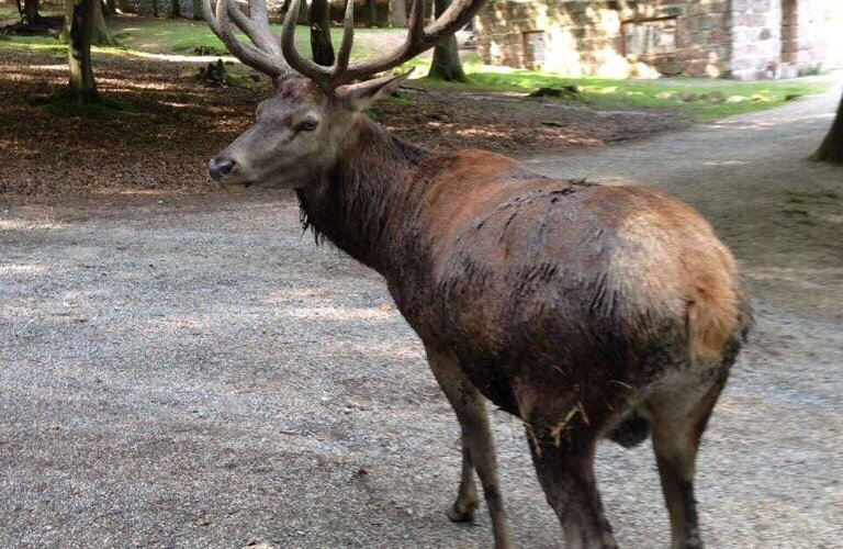 Bergwildpark