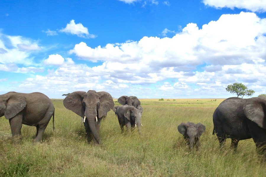 makasa tanzania safari