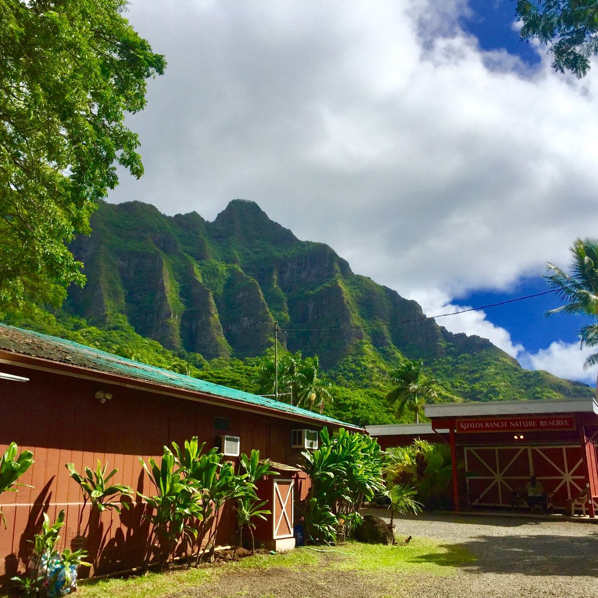 Tropical Farms (The Macadamia Nut Farm Outlet), Kaneohe: лучшие советы  перед посещением - Tripadvisor