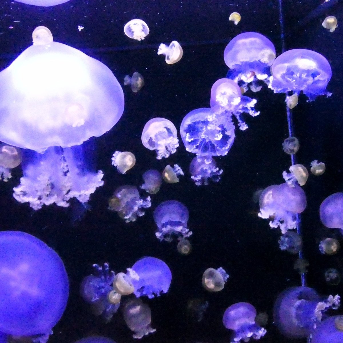 21年 鶴岡市立 加茂水族館 行く前に 見どころをチェック トリップアドバイザー