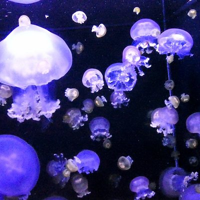 21年 鶴岡市で絶対外さないおすすめ観光スポットトップ10 定番から穴場まで トリップアドバイザー 21年 鶴岡市で絶対外さないおすすめ観光スポットトップ10 定番から穴場まで トリップアドバイザー