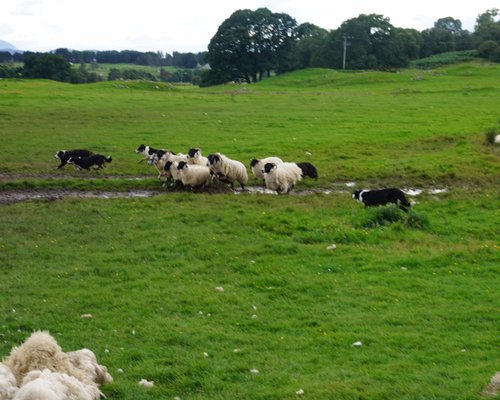 Iconic Cattle of Scotland - The Highland Cow — Darach Social Croft