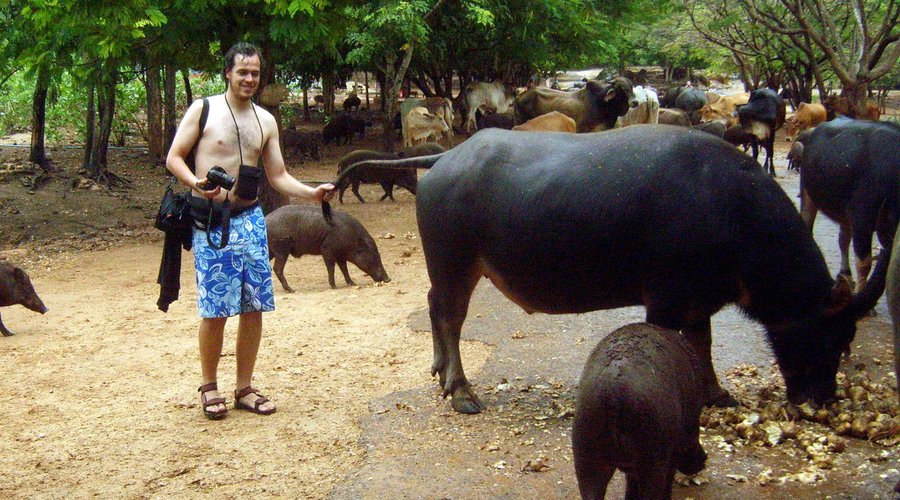 animals