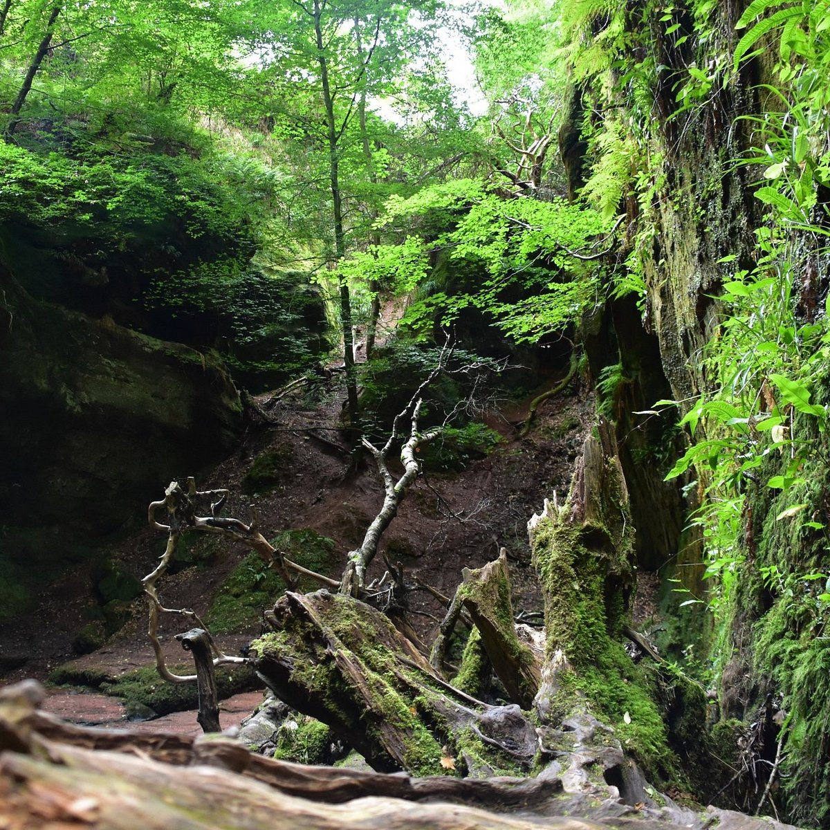 Finnich Glen (Glasgow) - All You Need to Know BEFORE You Go