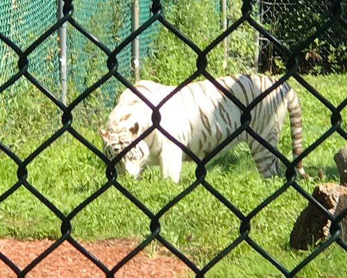 Lions, Tigers, and Bears: This Maine 'Zoo' is Open for 2022