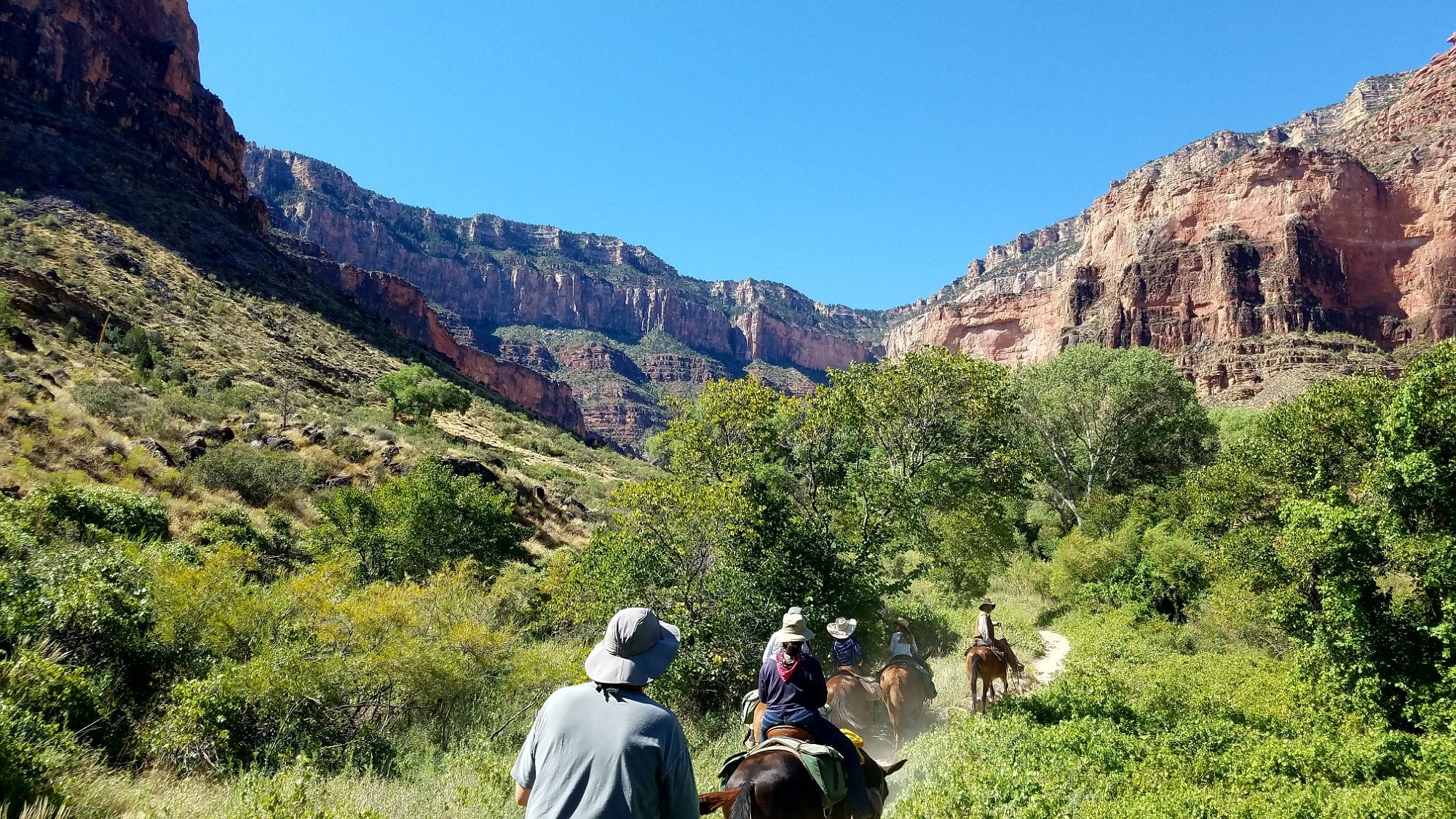grand canyon mule tours by xanterra
