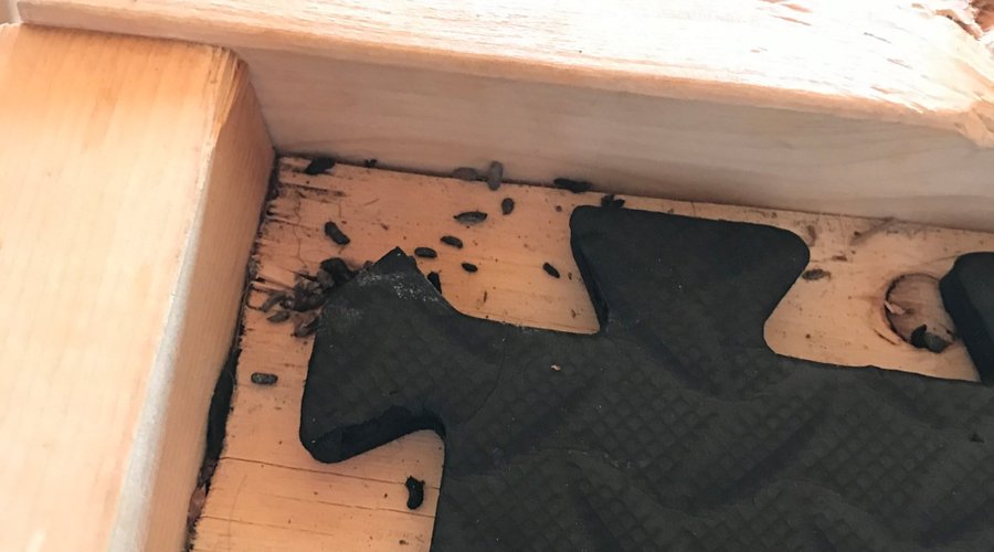 Mouse droppings found in the top bunk of cabin #3 - same was found in cabin #4.