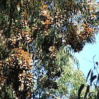 The orange cluster are thousands of Monarch Butterflies