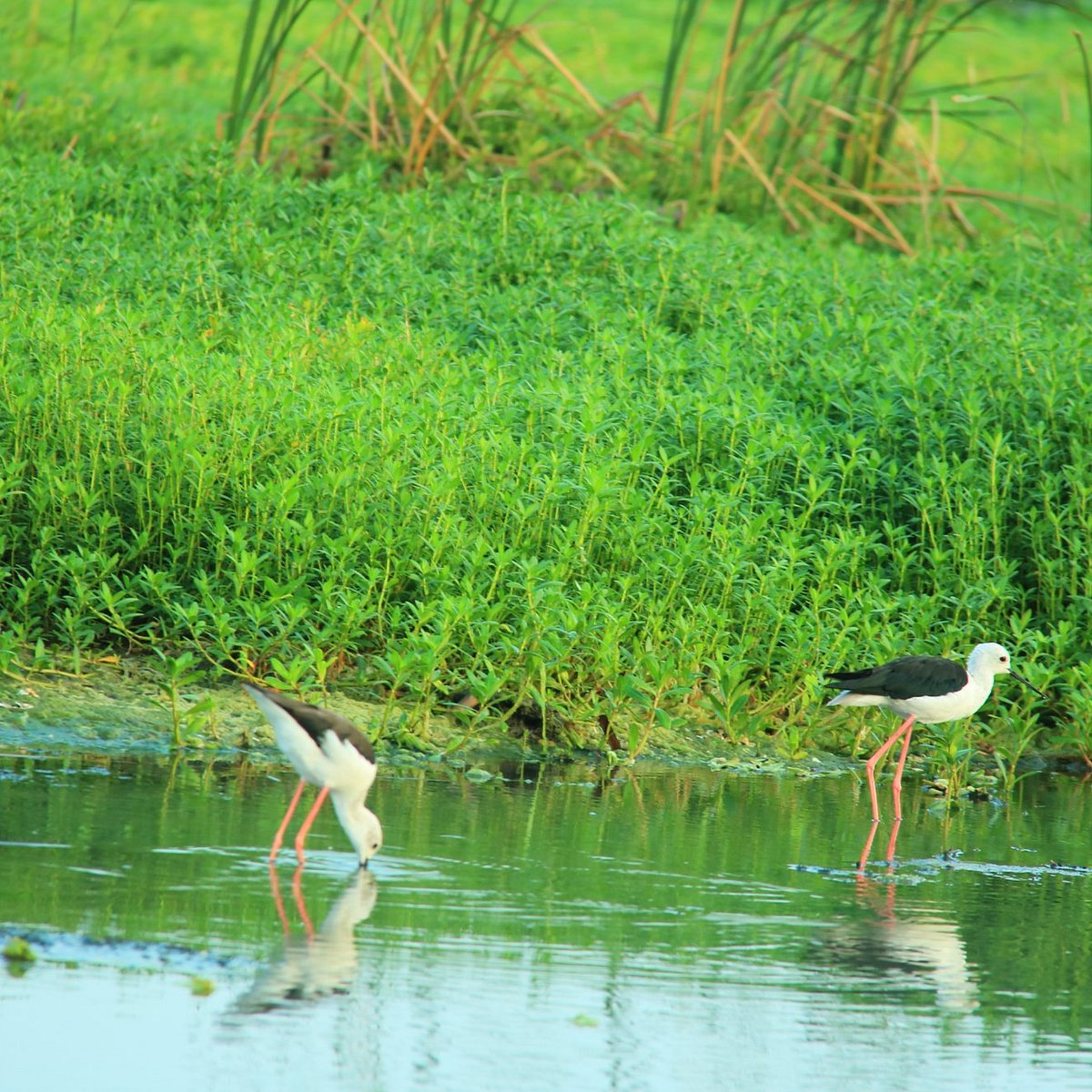 Kalamatiya Bird Sanctuary, Kalametiya: лучшие советы перед посещением -  Tripadvisor