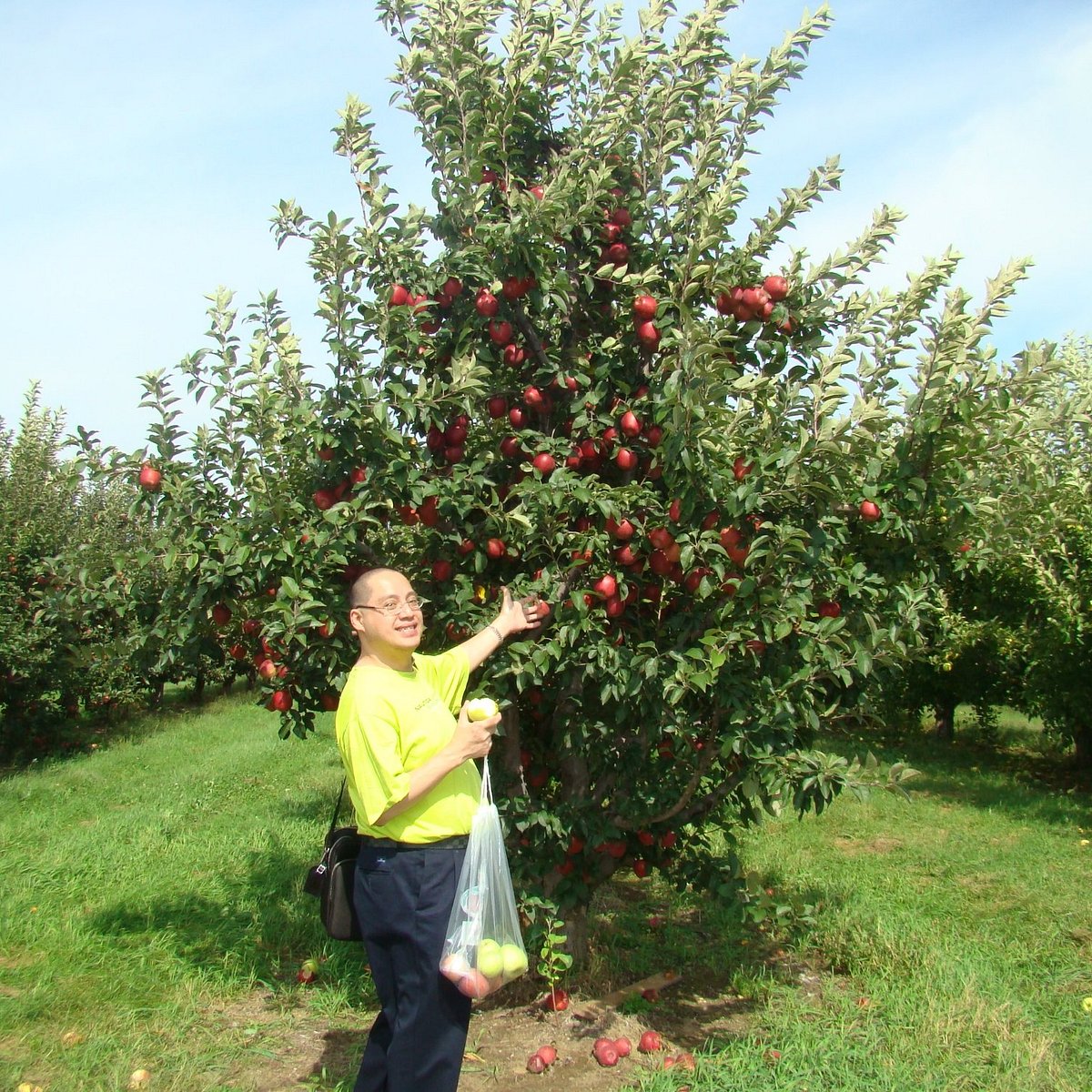 1/4 Bushel Honey Crisp Apple (Las Vegas)