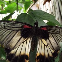 Butterfly 7