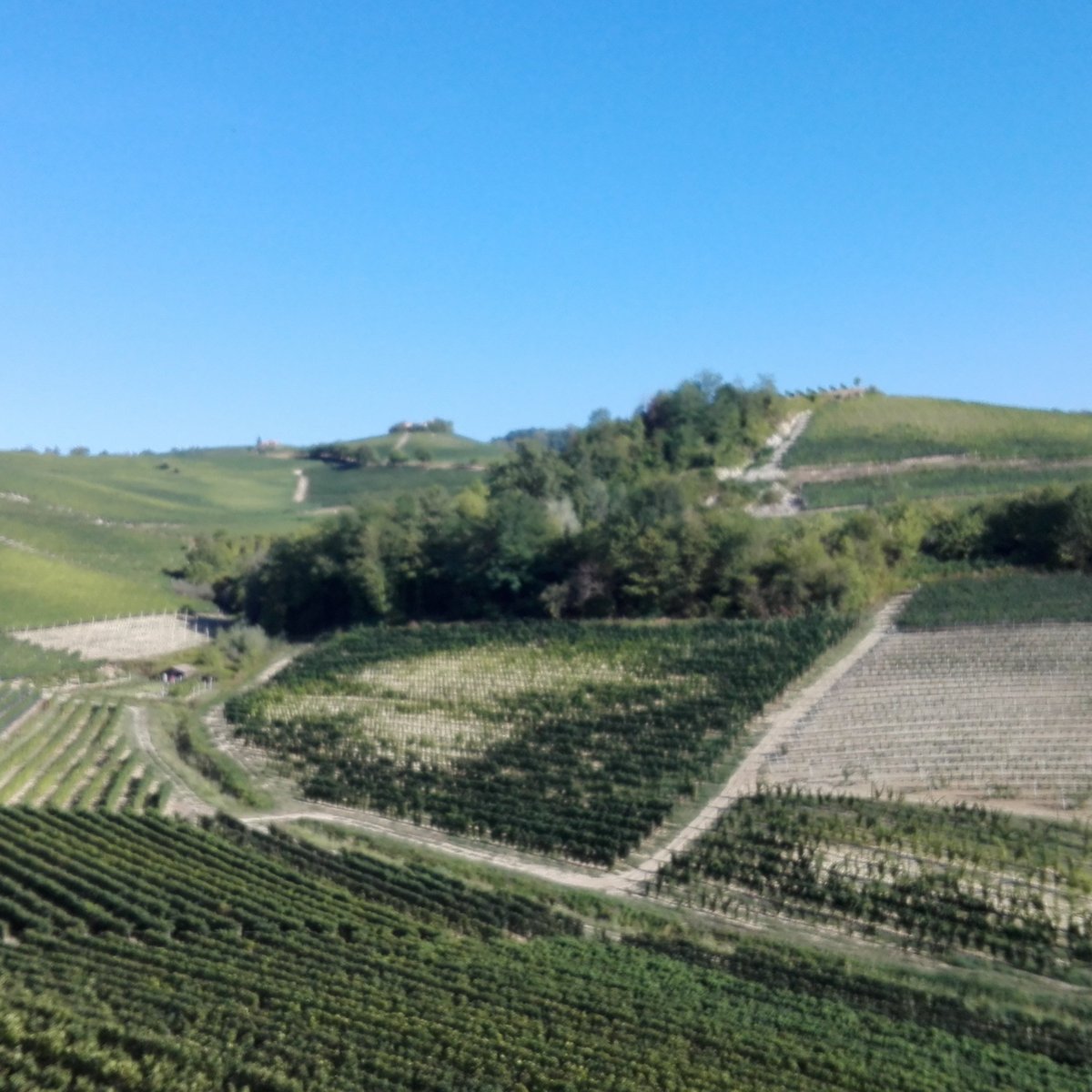 Prunotto Vini (Alba) - All You Need to Know BEFORE You Go