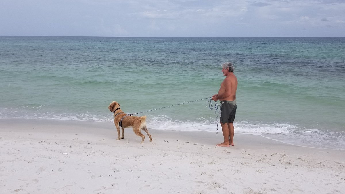 are dogs allowed on beach at national live oaks