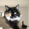 hot5katz