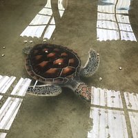Sea Turtle Conservation Centre
