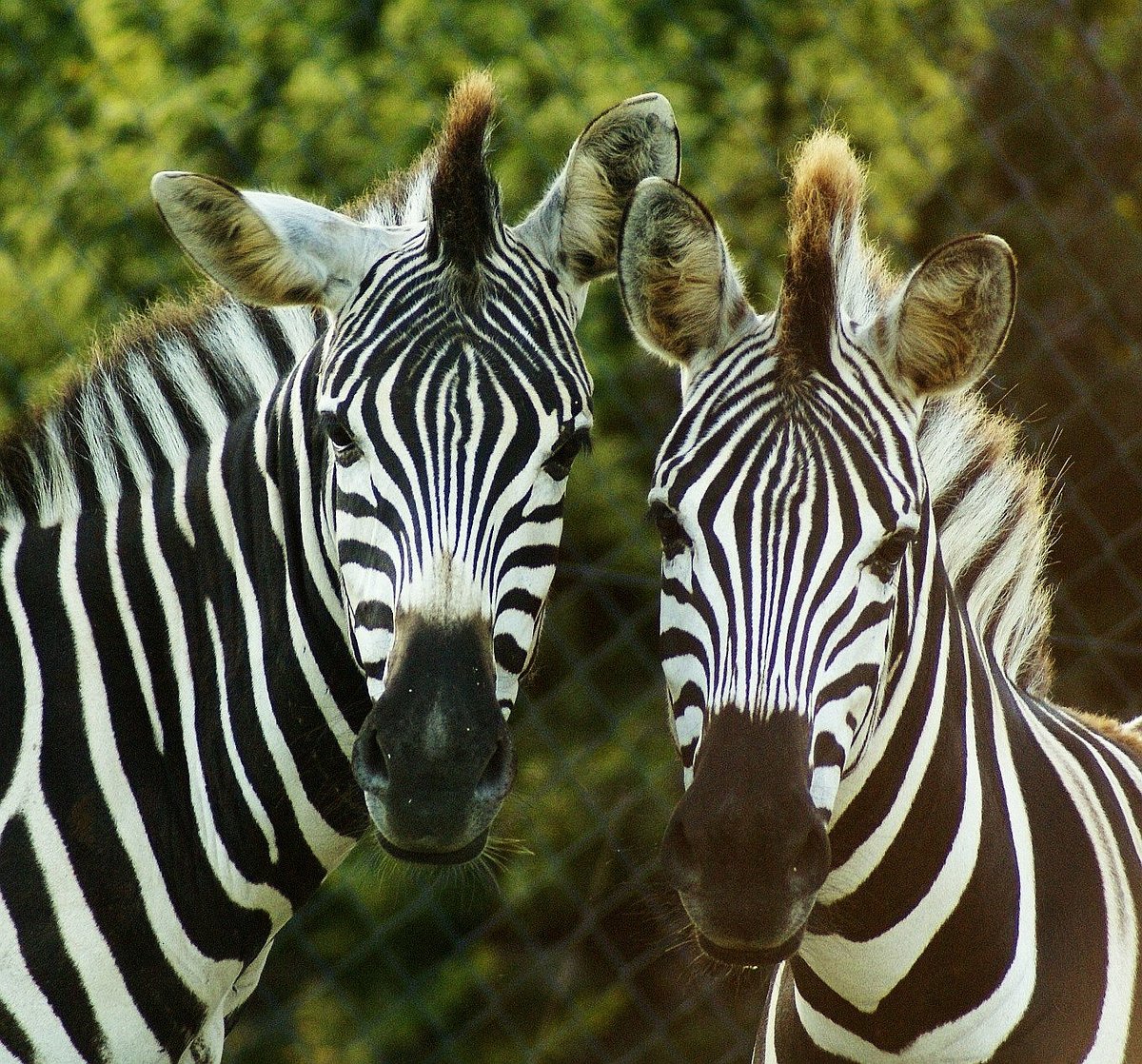 Tierpark Irgenöd, Ortenburg: лучшие советы перед посещением - Tripadvisor