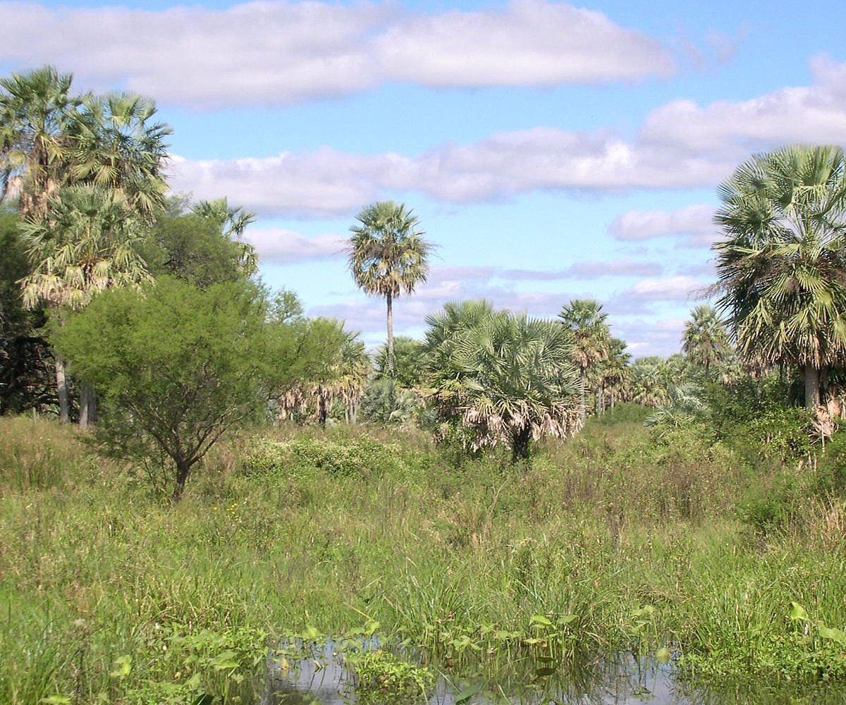 Parque Nacional Chaco (Capitan Solari) - ATUALIZADO 2022 O que saber ...