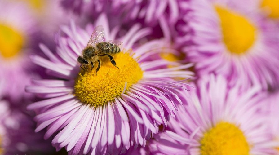 Auch für Bienen ein Eldorado