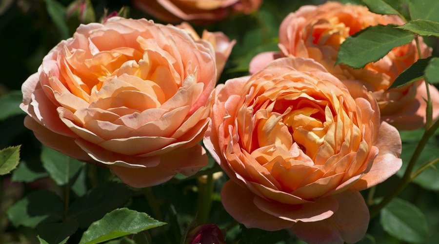 Im Rosengarten
