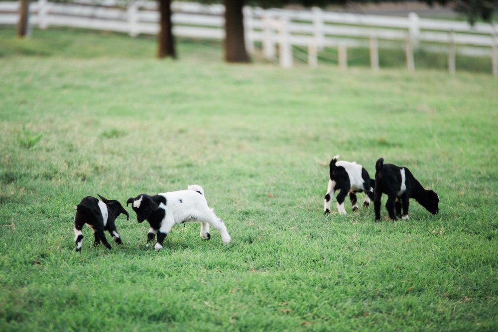 Baby Tennessee Fainting Goats (Photo by Krystal Kast Photography)