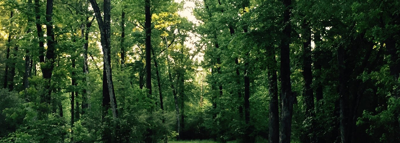 Winding trails