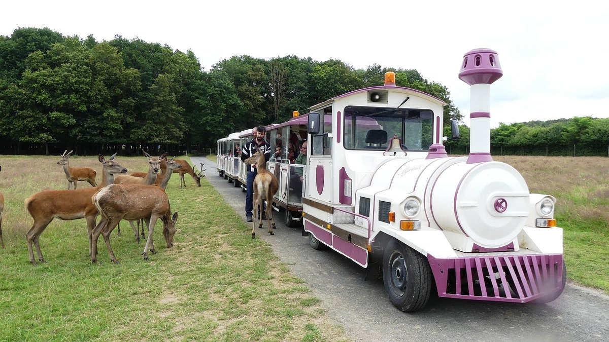 Safari Train Safari Train