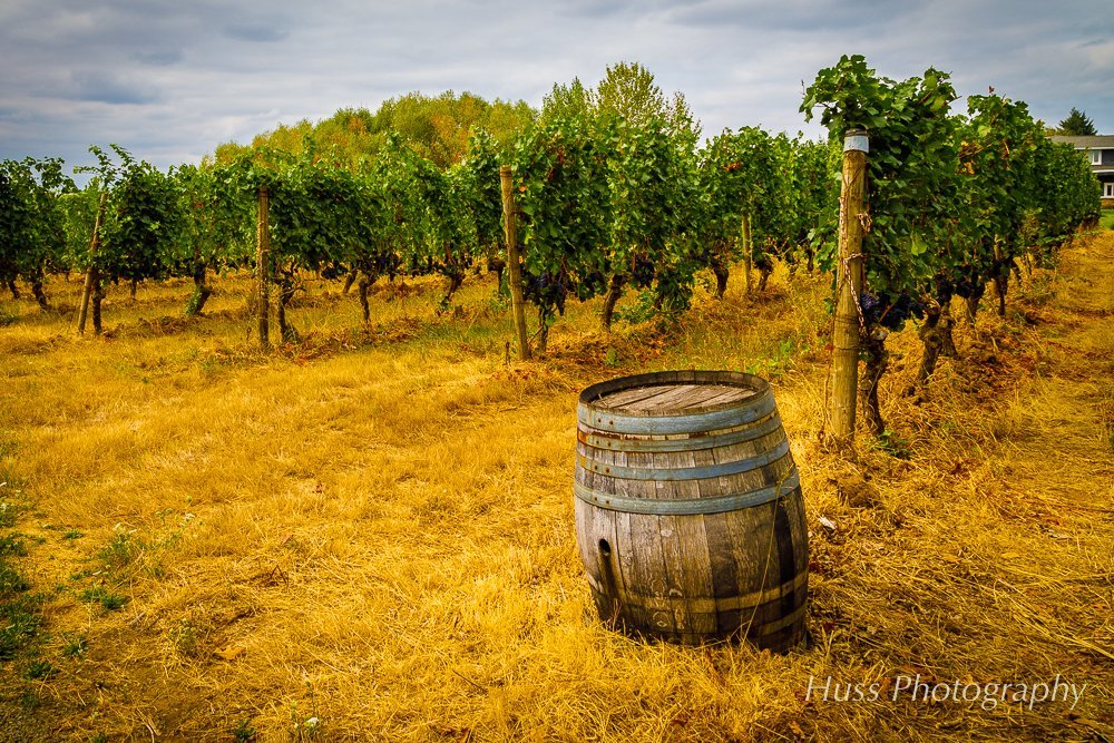 Cooper Mountain Vineyards (Beaverton) - All You Need to Know BEFORE You Go