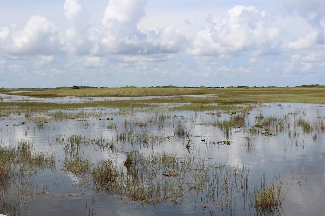 99 Mile Wilderness Waterway Everglades National Park ATUALIZADO   Wilderness Waterway 