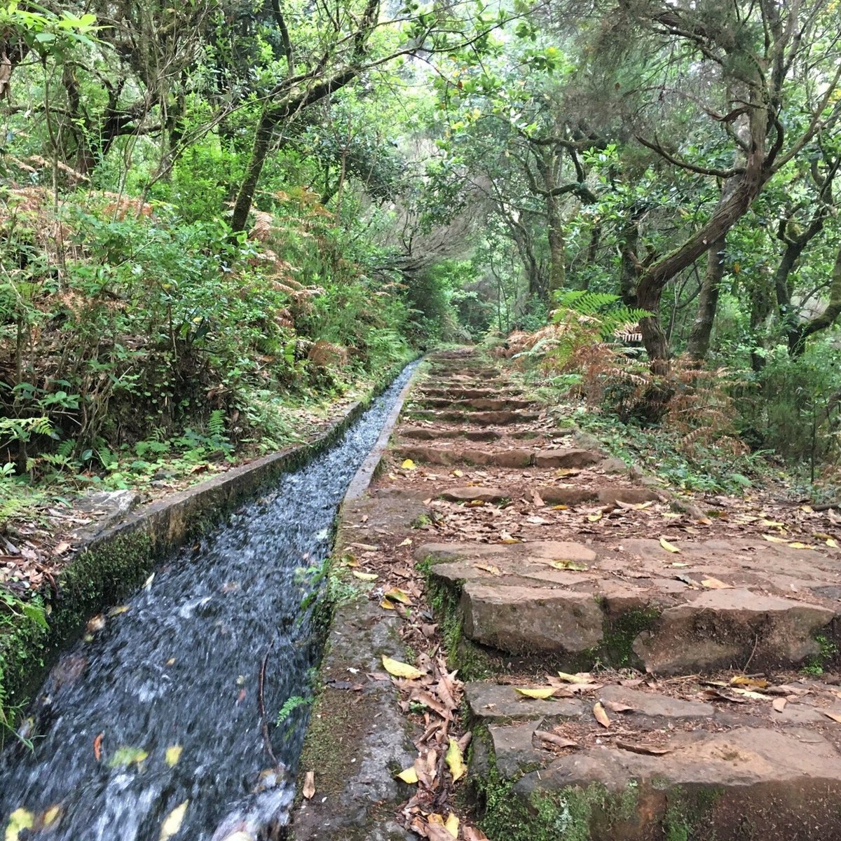 VEREDA DO FANAL (Madeira) - All You Need to Know BEFORE You Go