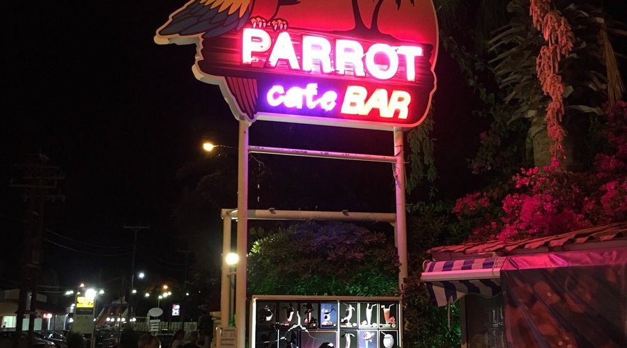 Parrot