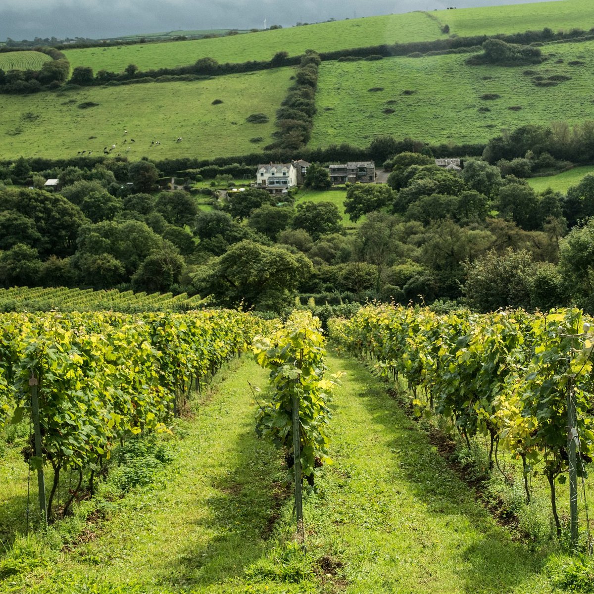 vineyard tours cornwall