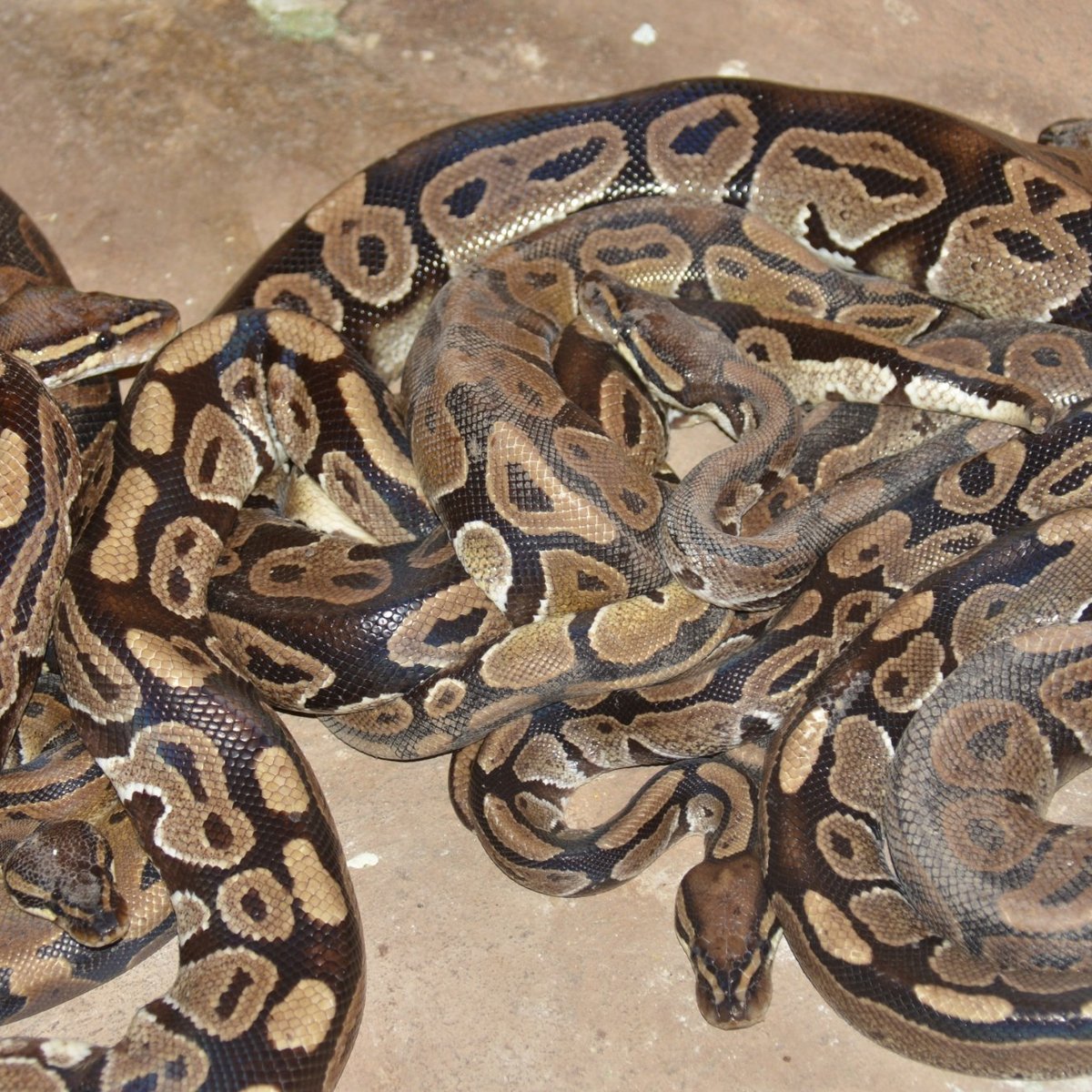 Temple des Pythons (Ouidah): All You Need to Know BEFORE You Go